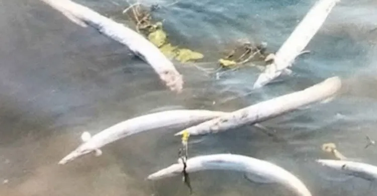 টাংগুয়ার হাওরে শক মেশিনে অবৈধভাবে মাছ নিধনের অভিযোগ