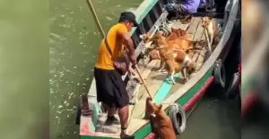 ১০-১২ হাজার টাকায় রাঙ্গামাটি থেকে মিজোরামে পাচার হচ্ছে কুকুর