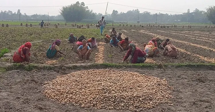 নীলফামারীতে আলুর বাম্পার ফলনেও কৃষকের লোকসান