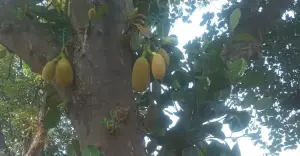 শ্রীপুরে গাছে গাছে শোভা পাচ্ছে কচি কাঁঠাল, সপ্তাহ খানেকের মধ্যে মিলবে পরিপক্ক কাঁঠাল