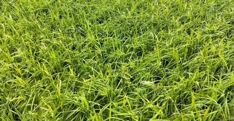 নেত্রকোনায় শিলাবৃষ্টিতে বোরো ধানের ব্যাপক ক্ষতি, হতাশ কৃষক