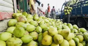 রায়পুরে মাসে ৫ কোটি টাকার ডাব বিক্রি