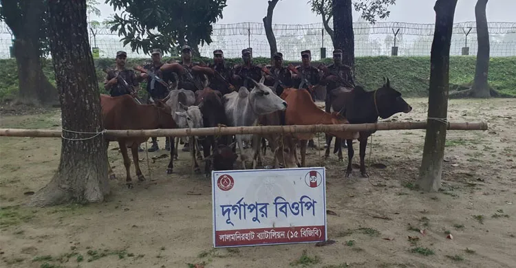 লালমনিরহাট সীমান্তে বিজিবির সফল অভিযান: ৮টি ভারতীয় গরু জব্দ, মূল্য ১২ লাখ টাকা