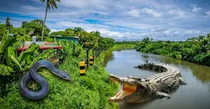 নিরাপত্তার নামে বাংলাদেশ সীমান্তের নদীগুলোতে কুমির ও সাপ ছাড়তে ভারতের পরিকল্পনা