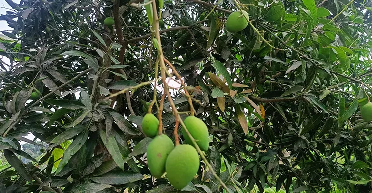 জীবননগরে তাপদহে ঝরে পড়ছে আমের গুটি, দুশ্চিন্তায় আম চাষিরা