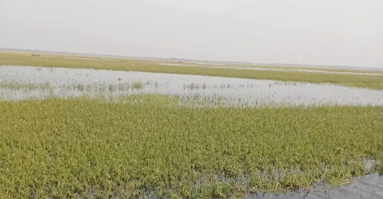হাওরবাসীর আহাজারি: নির্বাচনের সময় নেতাদের অভাব নেই, বিপদের সময় কেউ নেই