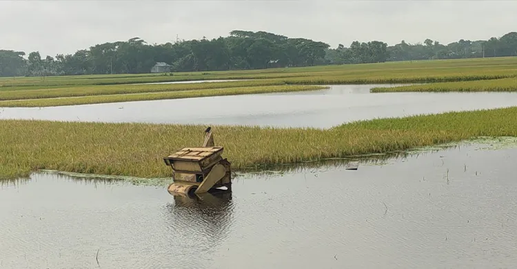 গৌরীপুরে ২০০ হেক্টর বোরো ধান পানির নিচে