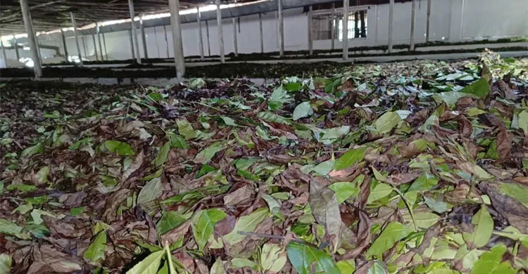 পচে নষ্ট চা পাতা, লোকসানের মুখে ন্যাশনাল টির আড়াই কোটি টাকা