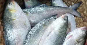 ইলিশের ঘরবাড়ি