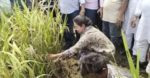 কৃষকের সাথে ধান কাটলেন সংরক্ষিত আসনের সংসদ সদস্য ডা. প্রিয়াঙ্কা