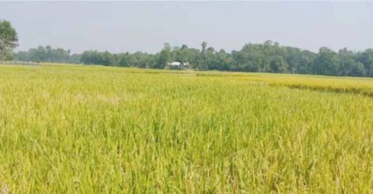 দুই মণ ধানে একজন শ্রমিক: বুড়িচংয়ে শ্রমিক সংকটে দিশেহারা কৃষক