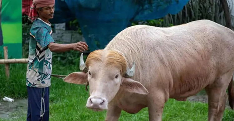 ‘ডোনাল্ড ট্রাম্প' কোরবানি হচ্ছে বাংলাদেশে, টেলিগ্রাফের খবর