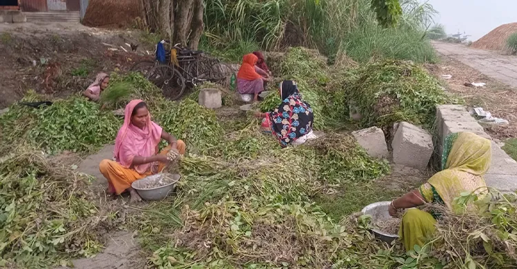 পাবনায় চিনা বাদামের বাম্পার ফলন