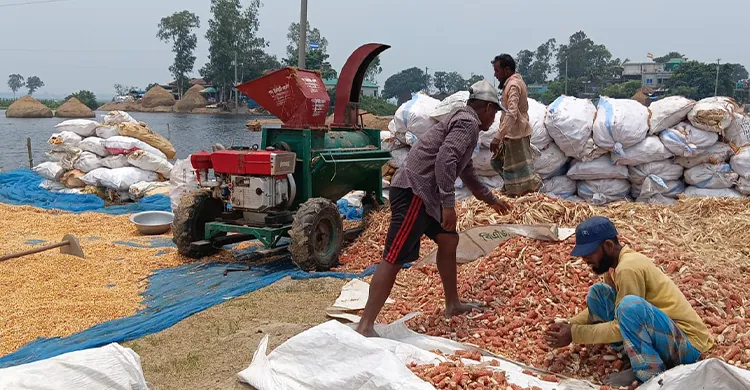 সিংড়ায় আকস্মিক বন্যায় লোকসানে ভুট্টা চাষী