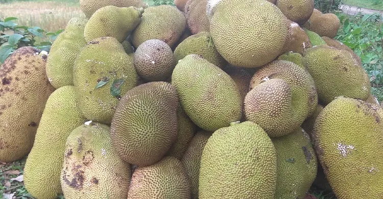 কাঁঠালের রাজ্যে ভালুকা