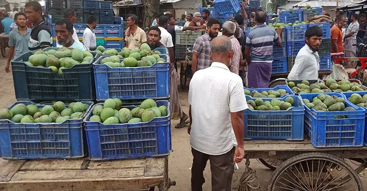 ফুলবাড়ীতে ১৫ কোটি টাকার হাঁড়িভাঙা আম বেচাকেনার সম্ভাবনা