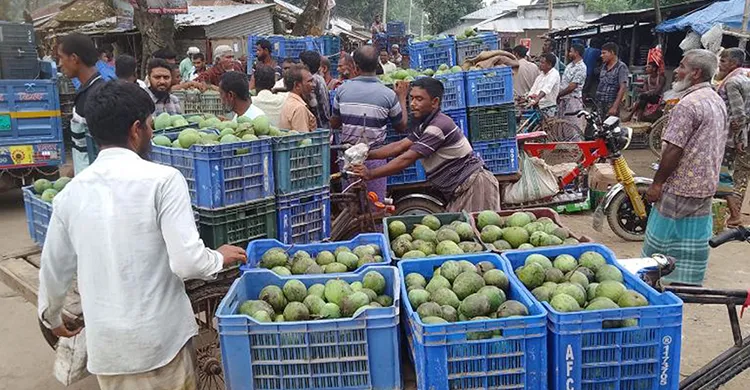 কালীরহাট বাজারে প্রতিদিন দেড় থেকে দুই কোটি টাকার আম বেচাকেনা