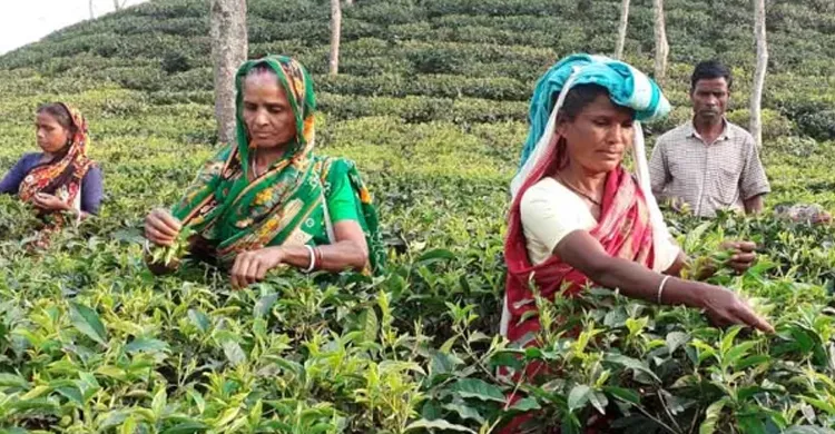 উচ্চ সুদের আবর্তে চা উদ্যোক্তারা, বিক্রয়মুল্যে উৎপাদন ব্যয় উঠে না