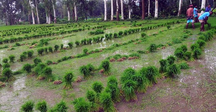 ফুলবাড়ীতে আমন চাষে তোড়জোড়
