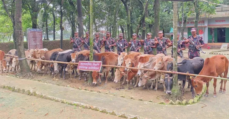 সীমান্তে বিজিবির অভিযান, ২৮ ভারতীয় গরুসহ নৌকা আটক