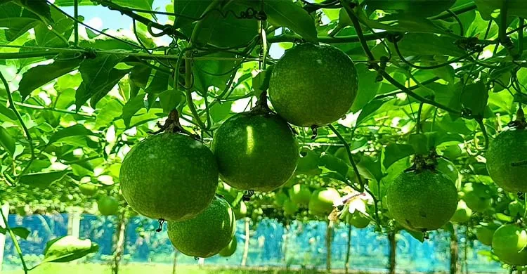 চুয়াডাঙ্গায় পরীক্ষামূলক আনারকলি চাষে সফল কৃষকরা