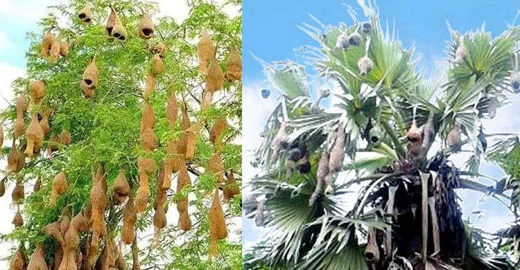 গ্রামবাংলার ঐতিহ্যবাহী বাবুই পাখির বাসা এখন আর চোখে পড়ে না