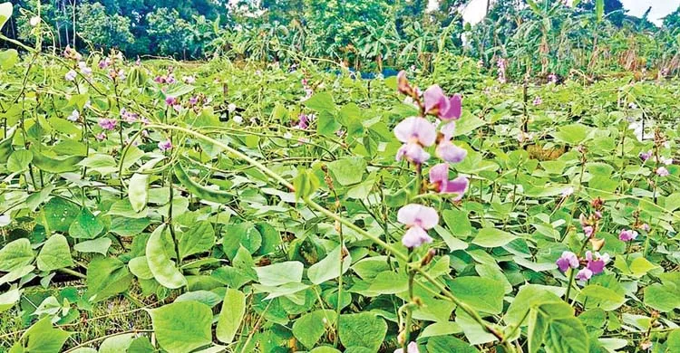 আগাম শিম চাষে ব্যস্ত কালীগঞ্জের কৃষক, মিলছে ভালো দাম