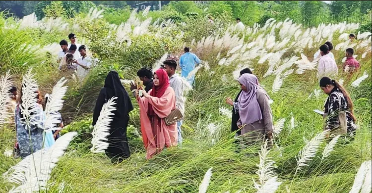 শুভ্র কাশফুলের মায়াবী আবহ: বাকঁখালীর তীরে দর্শনার্থীদের ঢল