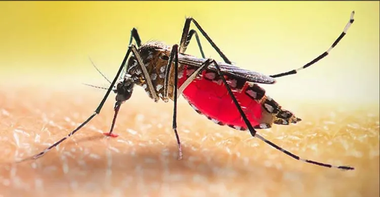 ডেঙ্গুতে আরও ৯ মৃত্যু, হাসপাতালে ভর্তি ১ হাজার ৫৭১