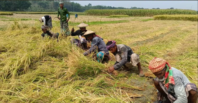 জীবননগরে আউশ ধানের বাম্পার ফলনেও হাসি নেই কৃষকের মুখে