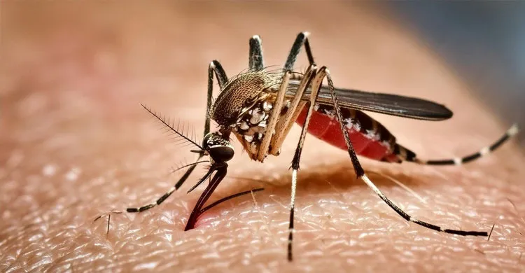 ডেঙ্গুতে বড় হচ্ছে মৃত্যুর মিছিল