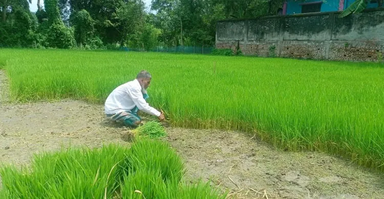 আমন ঘিরে কৃষকের স্বপ্ন, বাড়তি খরচে শঙ্কা!