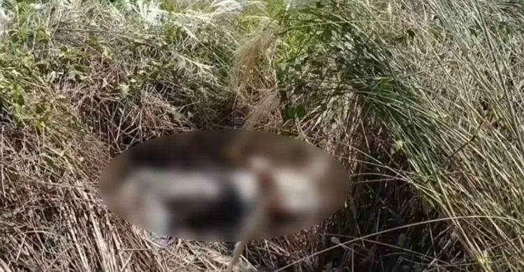 নাসিরনগরে হাত-পা বাঁধা যুবকের মরদেহ উদ্ধার, অটোরিকশা ছিনতাইয়ের অভিযোগ