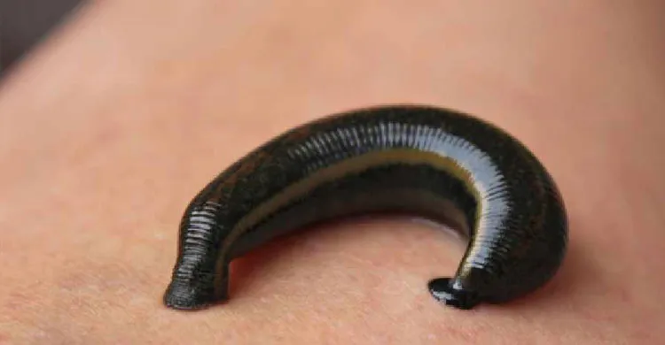 জোঁক