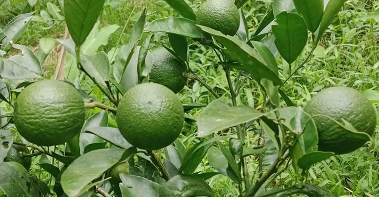 মাল্টা চাষে সফল শ্রীমঙ্গলের আতর আলী