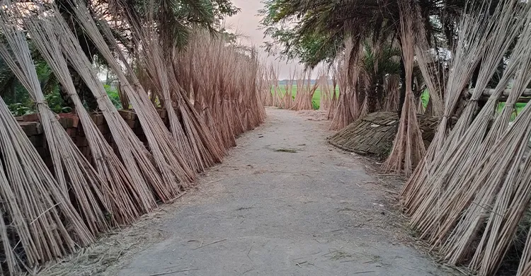 জীবননগরে কদর বেড়েছে পাটকাঠির