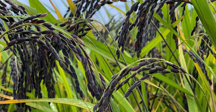 ছবিঃ সংগৃহীত