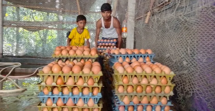 ডিমের বাজারে ধস, খামারিদের মাথায় হাত