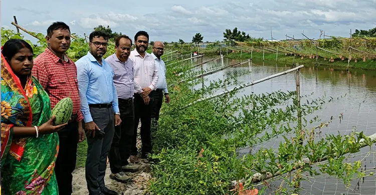 পাইকগাছায় লবণাক্ত ঘেরের আইলে অসময়ের তরমুজ চাষে সাফল্য